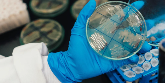 Microbiologists