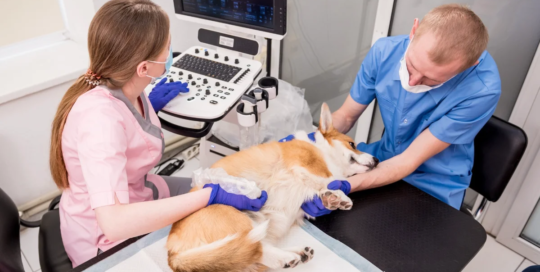Veterinary technologists and technicians