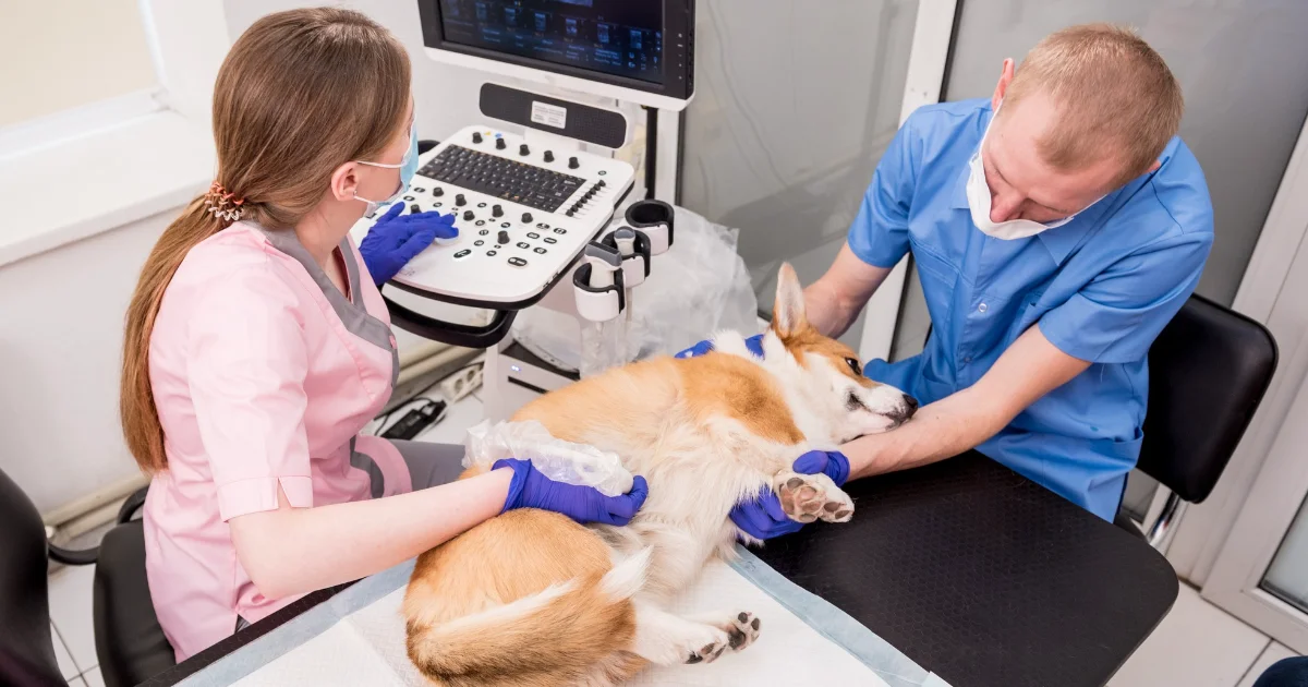 Veterinary technologists and technicians