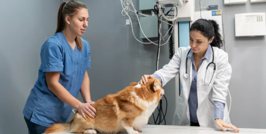 Veterinary assistants and laboratory animal caretakers