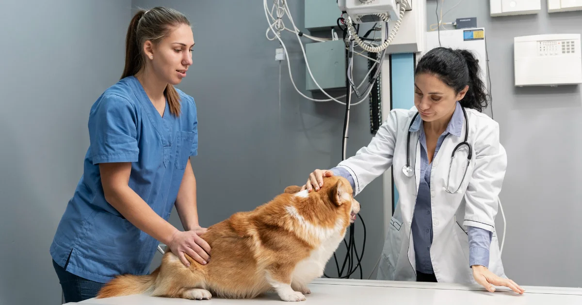 Veterinary assistants and laboratory animal caretakers