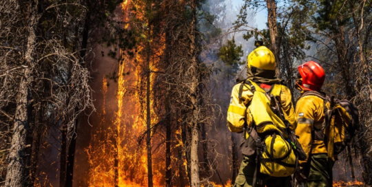 Forest firefighters