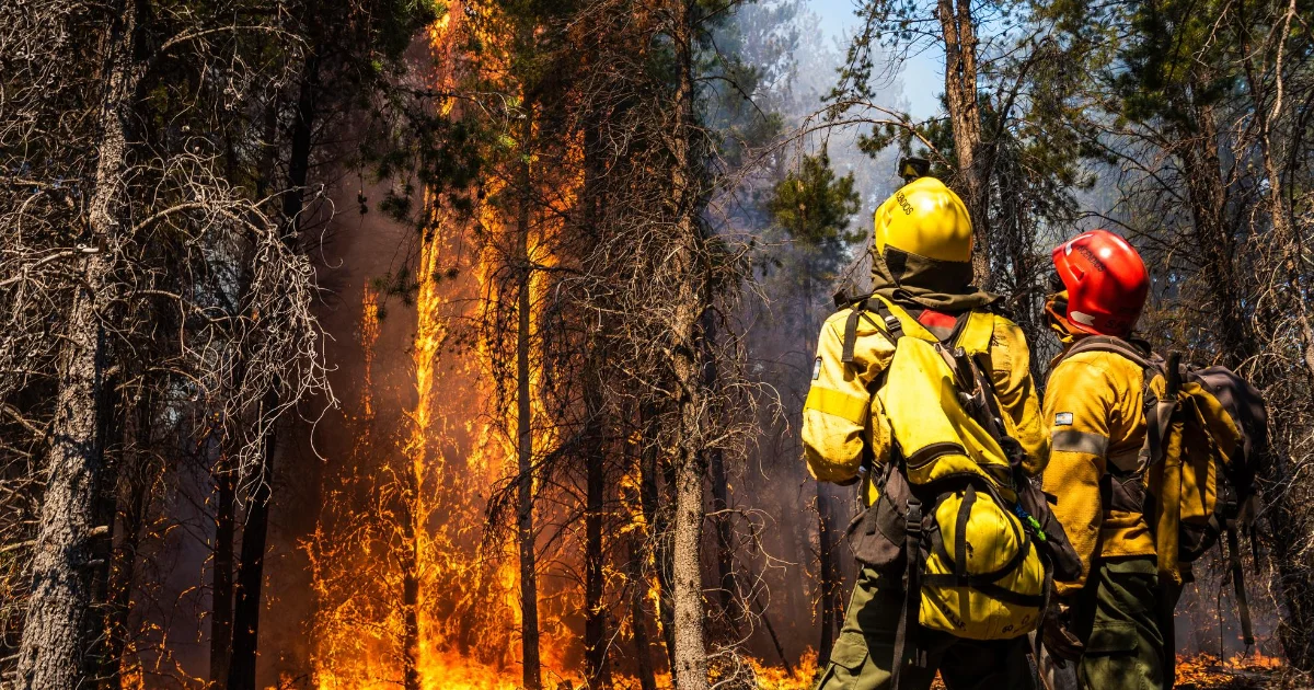 Forest firefighters