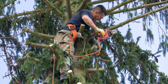 Tree trimmers and pruners