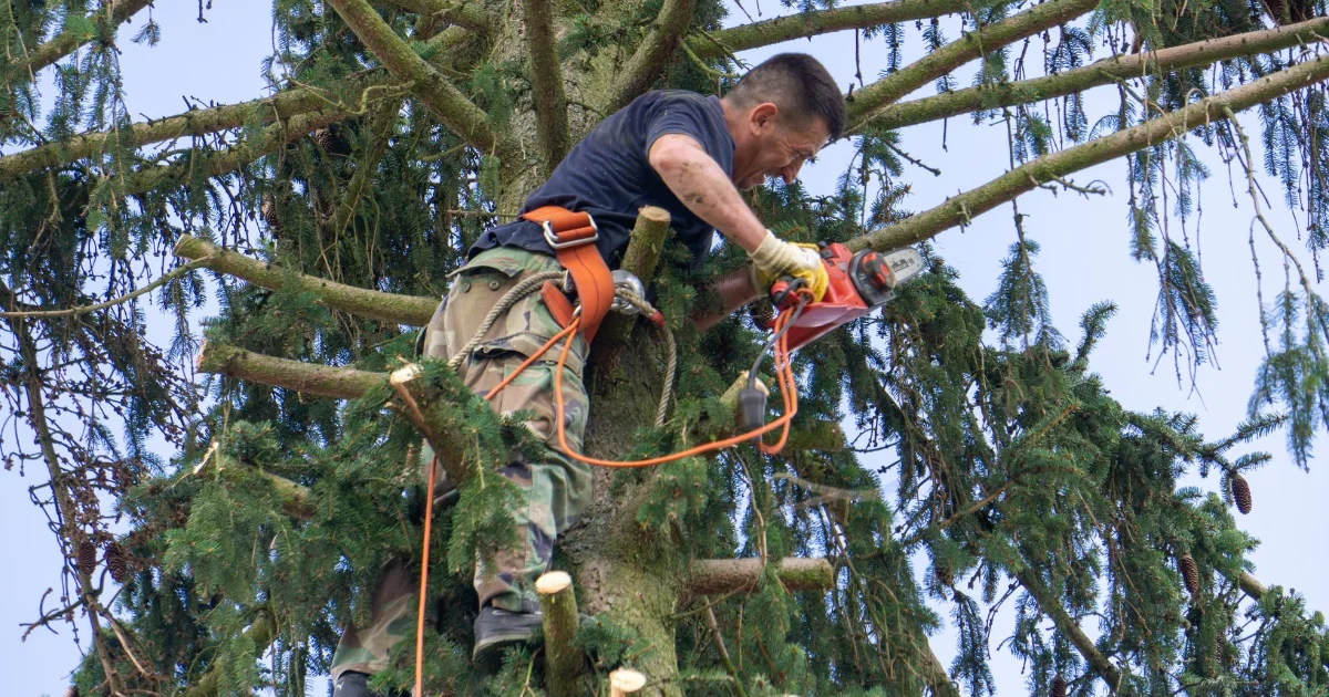 Tree trimmers and pruners