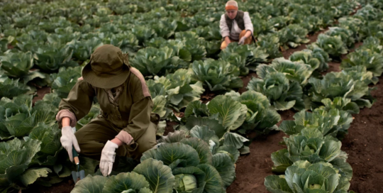 Farmworkers and laborers, crop