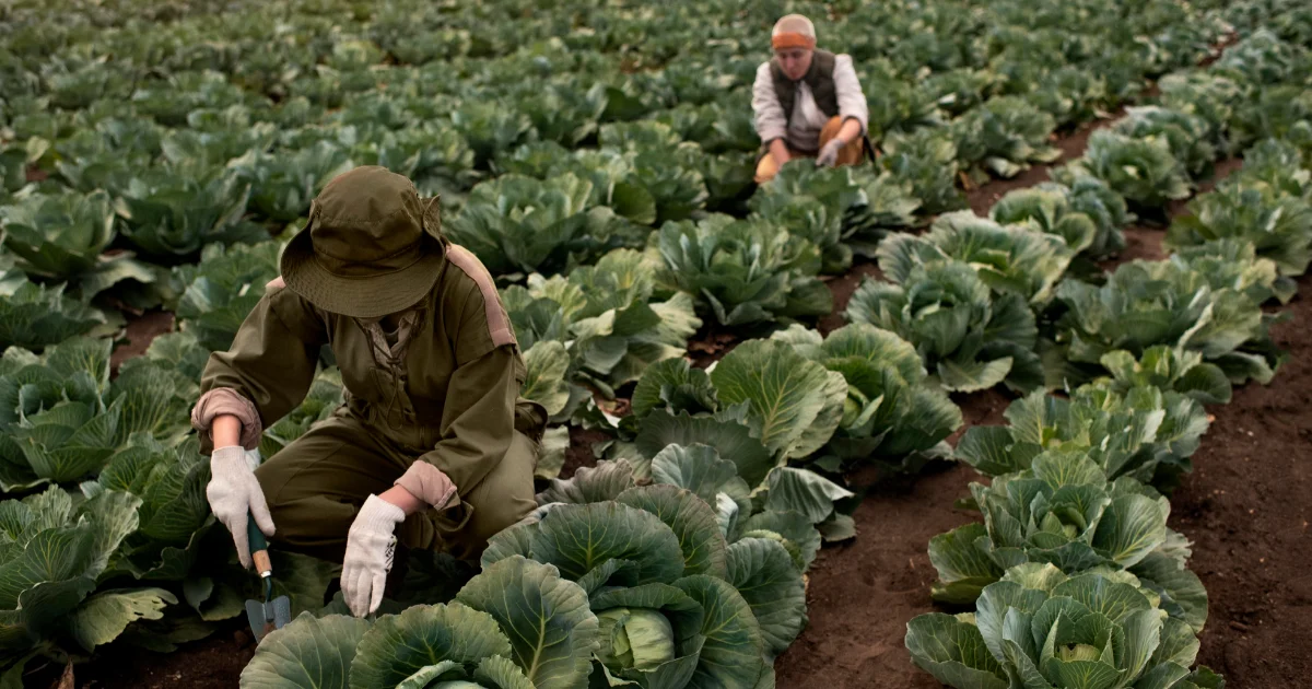 Farmworkers and laborers, crop